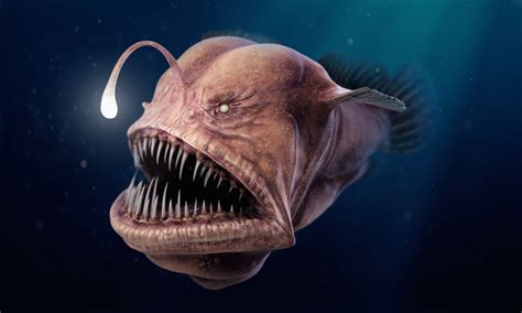 Top 10 of the Most Interesting Deep Sea Fish .